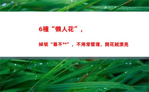 種“懶人花”，綽號“養不死”，不用常管理，開花賊漂亮(懶人花千手觀音)"