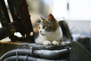 亞馬遜禮品卡或促銷優惠碼(亞馬遜海外購促銷優惠碼)