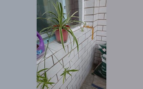圍墻造價-24磚圍墻每平米造價