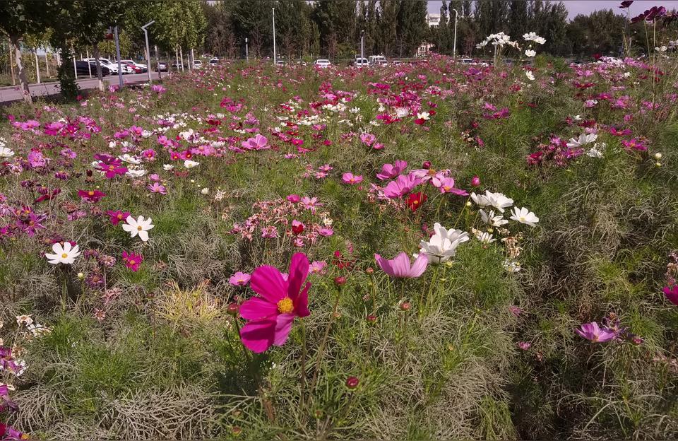 伊犁師范學院校園網-伊犁師范大學有沒有心理學專業
