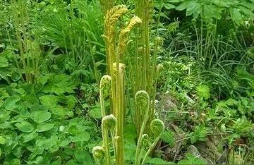 022年蕨菜市場價(jià)格-紅毛蕨菜可以吃嗎"