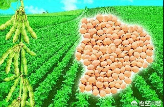 2022年黑龍江省大豆價格-大豆期貨價格與農民種出來的實際價格插圖
