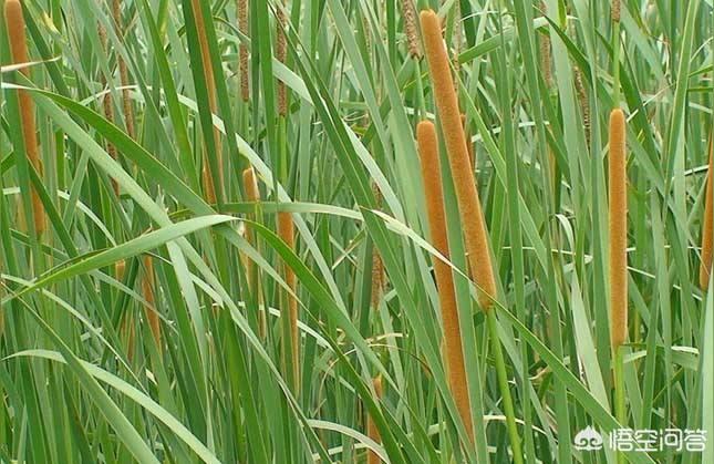 022年蒲菜市場價格-2022年2月甘藍價格"