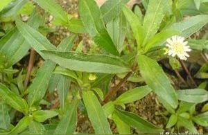022年旱蓮草價格-墨旱蓮種植成本與收益"