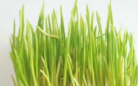 2022年蒜黃價格-蒜黃的種植技術(shù)和利潤